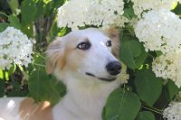 Sira's Lieblingsplatz im Garten