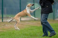 Mama, warum sind alle Hunde hier so aufgeregt ?
